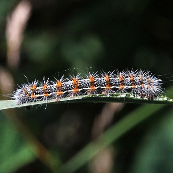 9280 Henrys Marsh caterpillar on Catttail Pond Lick Rd Shawnee St Forest Oh 7-13-19