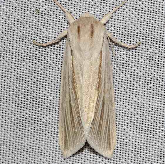 9280 Henry's Marsh Moth yard 5-2-12_opt