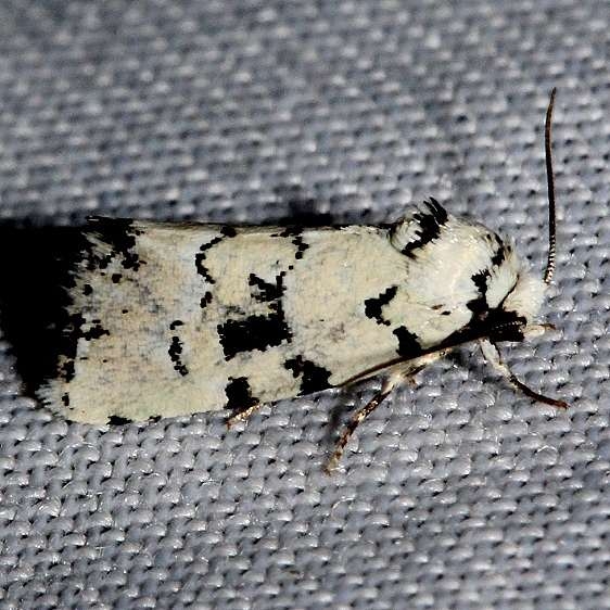 9297.2 Elaphria cyanympha Alexander Springs Ocala Natl Forest 3-18-13