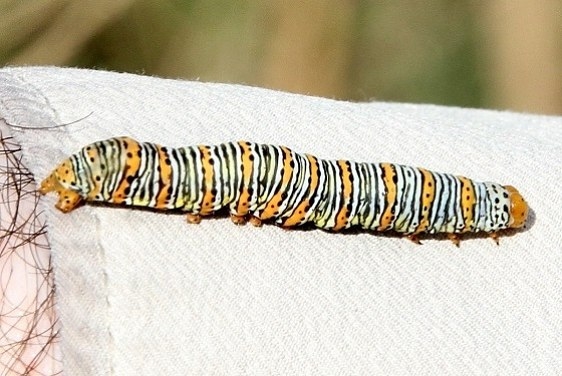 9299 Pearly Wood-nymph Caterpillar Rio Rico Rd Texas 11-1-16 (3)_opt