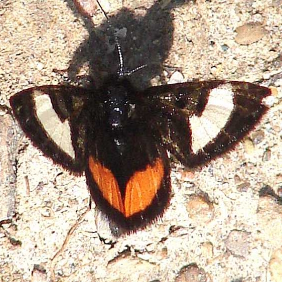9309 Grapevine Epimenis Moth Ancient Trail Battelle Metro Oh 4-21-13