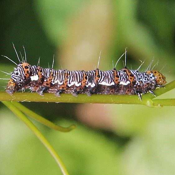 9314 Eight spotted Forester Moth Dyer Run Ski Trail Battelle Darby Metro Pk 7-3-19