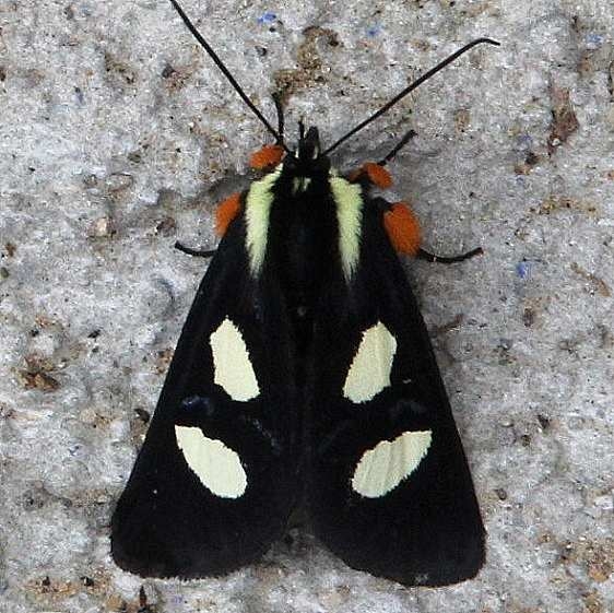 9314 Eight-spotted Forester Moth Sunoco Gas Stat Clearcreek Hocking Co Oh 6-12-14