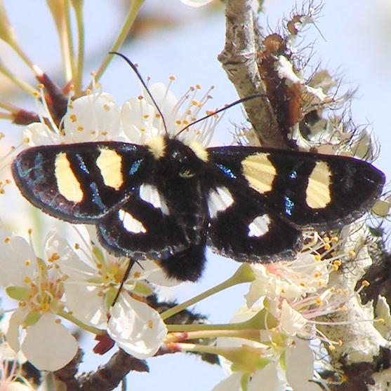 9316 Wittfeld's Forester Moth Gold Head Branch St Pk Fl 2-15-12