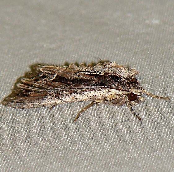 9328 Apamea nigrior yard 6-5-10 (1)_opt