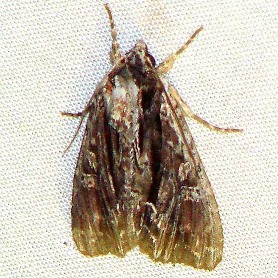 9328 Apamea nigrior yard 6-5-10 (2)_opt