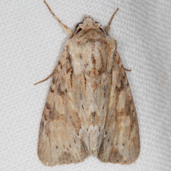 9332-Common-Apamea-Lake-Kissimmee-St-Pk-Fl-3-11-25-54