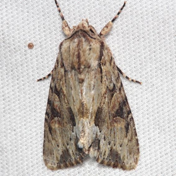 9333 Wood-colored Apamea Moth Lake Kissimmee St Pk Fl 2-26-13
