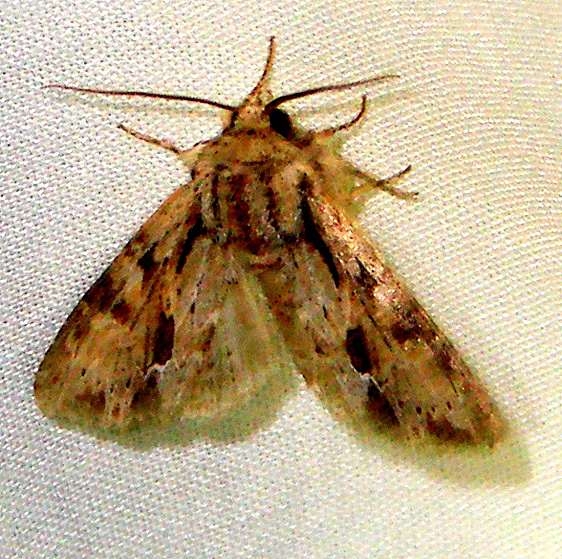 9356 Apamea spaldingi tentative William Beardall WMA Fl 3-8-11
