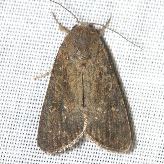 9361 Melanapamea mixta yard 6-19-12