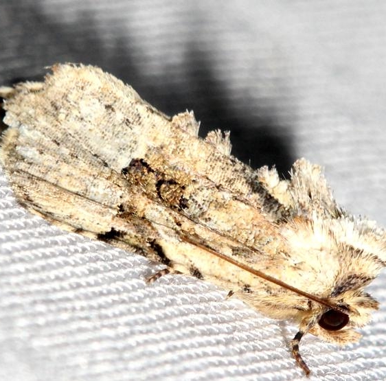 9364 Apamea sordens yard 9-3-12