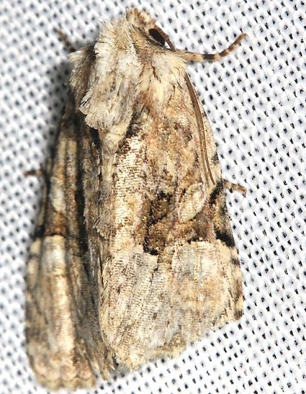 9364 Apamea sordens yard 9-3-12 (9a)