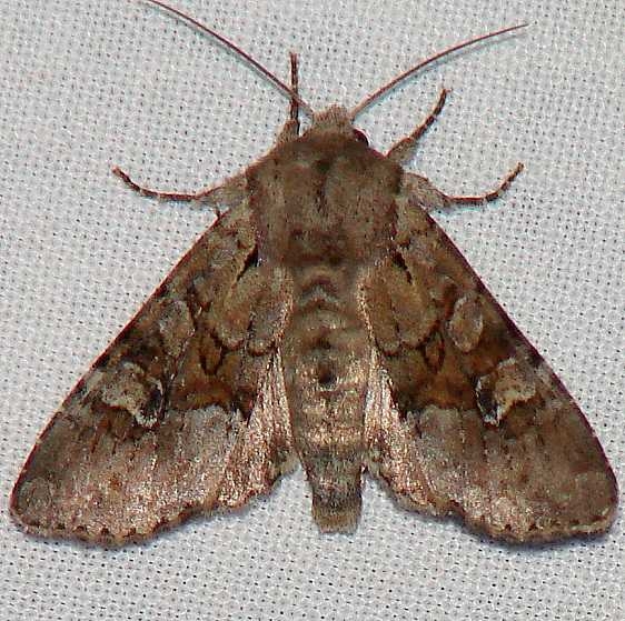9364 Bordered Apamea Moth Indian Pt Park Lake Co 6-12-09