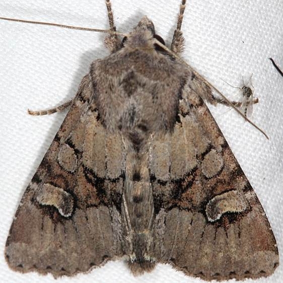 9364 Bordered Apamea Moth Thunder Lake UP Mich 6-26-18 (2)_opt