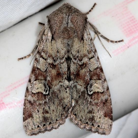 9364 Bordered apamea Moth Mesa Verde Natl Pk Colorado 6-10-17 (311)_opt