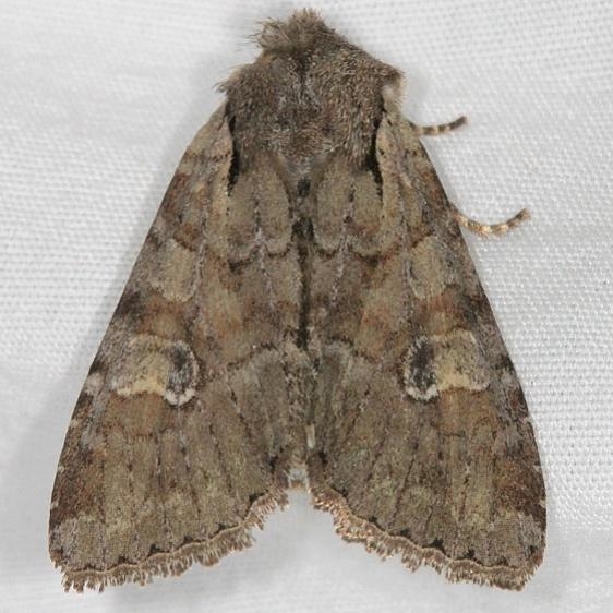9364.1 Apamea digitula Mesa Verde Natl Pk Colorado 6-9-17 (309)_opt