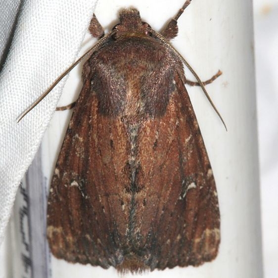 9365 Apamea scoparia BG Rocky Mountain Natl Pk Colorado 6-22-17 (31)_opt