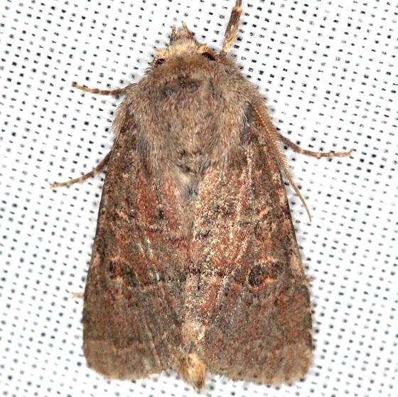 9365 Apamea scoparia Thunder Lake Mich UP 6-22-13