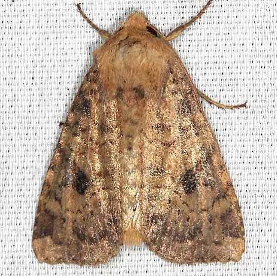 9373 Yellow Three-spot BG yard 9-9-13_opt