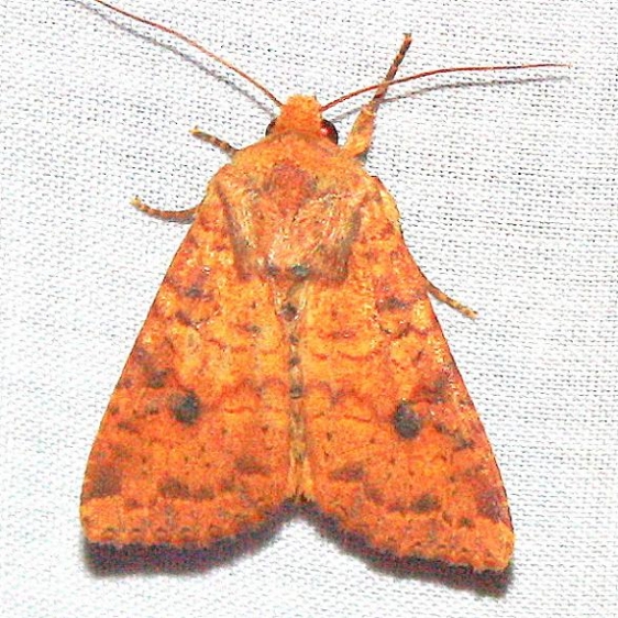 9373 Yellow Three-spot1 yard 8-18-09