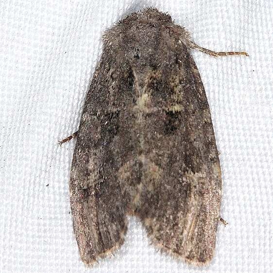 9382 Glassy Cutworm Moth yard 8-31-14_opt