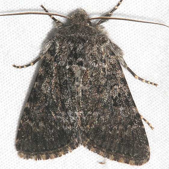 9385 Apamea zeta tentative Mueller St Pk Colorado 6-19-17 (5)_opt