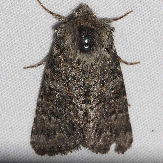 9385 Apamea zeta tentative Mueller St Pk Colorado 6-19-17 (6)_opt