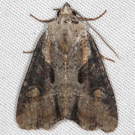 9385.1 Double-lobed Moth yard 7-31-20