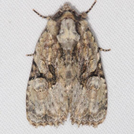 9404 Black banded Brocade Moth Warriors Path St Pk Tenn 9-9-20