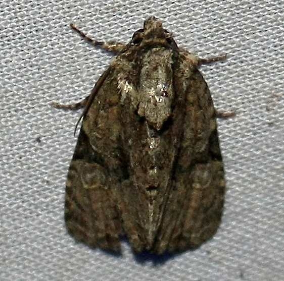 9404 Black-banded Brocade yard 9-10-09