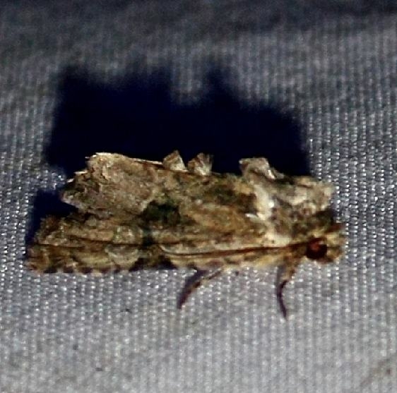 9404 Black-banded Brocade yard 9-10-09