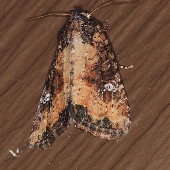 9406 Broken-lined Brocade Moth Ash Rapids Lodge Lake of the Woods Ont 7-18-17 (44)_opt