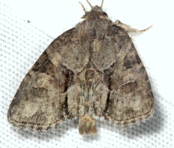 9408 Exhausted Brocade-Goose-Bay-Camp-Lac-Seul-Canada-8-4-22