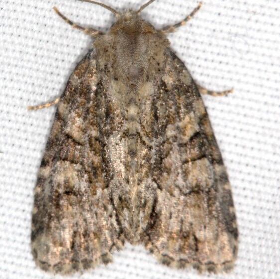 9408 Exhausted Brocade-yard-7-4-22