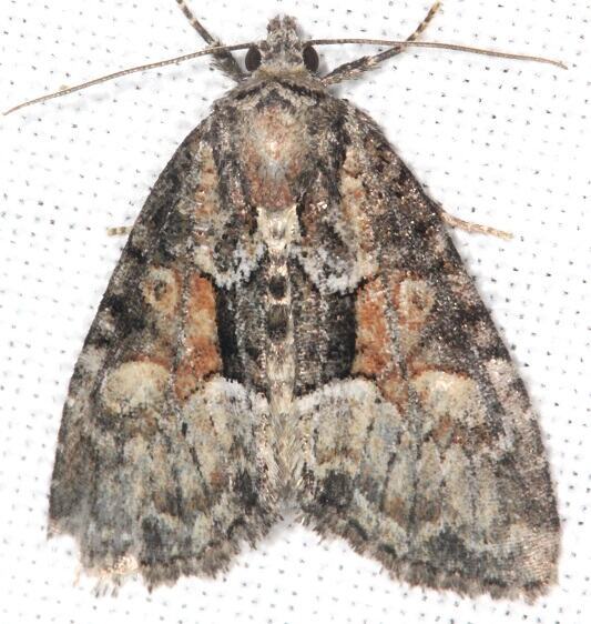 9412 Neoligia subjuncta-Goose-Bay-Camp Lac Seul Canada 8-4-22