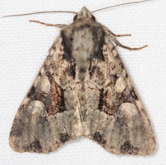 9412-Neoligia-subjuncta-Goose-Bay-Camp-Lac-Seul-Canada-8-4-22-2