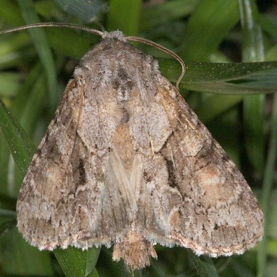9416 Small Brocade Moth yard 4-18-19
