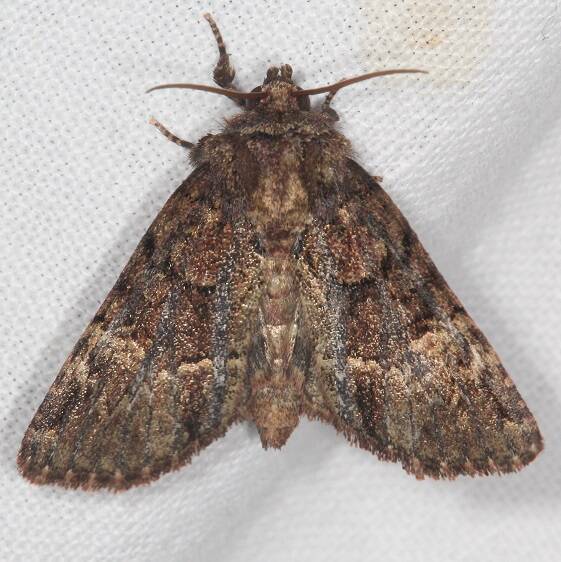 9419 Platypolia mactata-Adorable-Brocade-BG-Shawnee-St Pk Cabin1 Oh 5-24-23