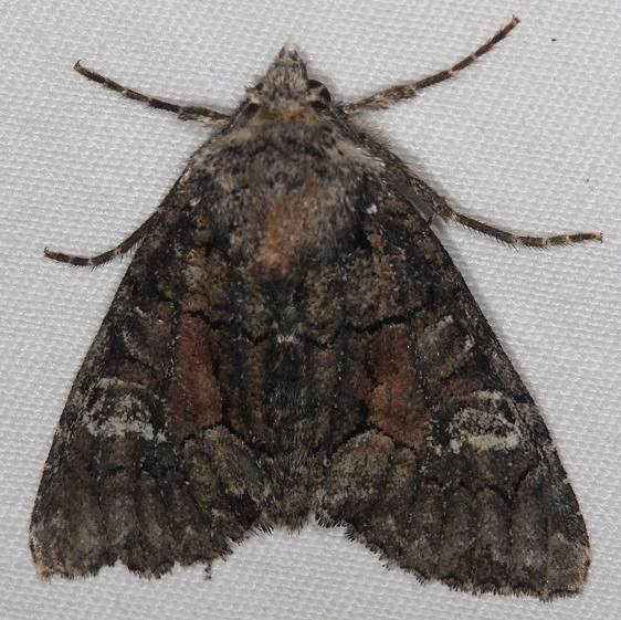 9420 Wandering Brocade Moth Thunder Lake UP Mich 9-25-15