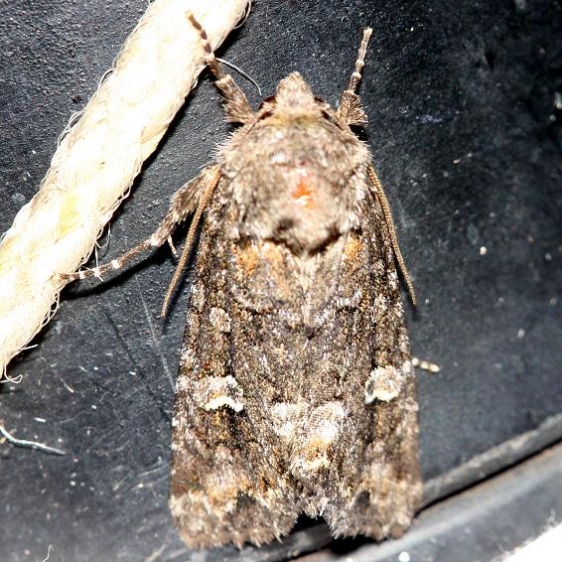 9420 Wandering Brocade Moth Thunder Lake UP Mich 6-25-12