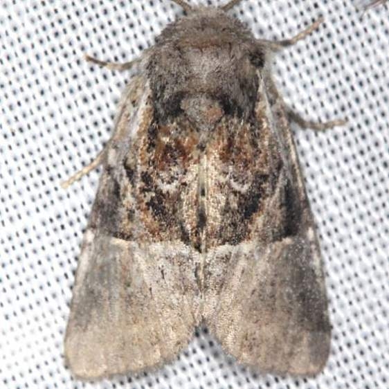 9427 Multicolored Sedgeminer Moth yard 8-11-13 (7)_opt