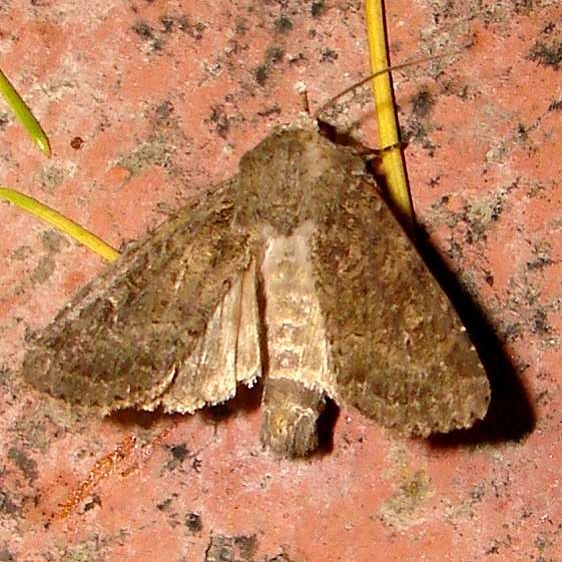 9431 Parastichtis suspecta Anita