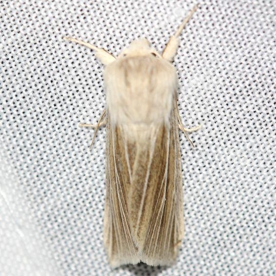 9447.2 Large Wainscot Moth yard 4-1-12