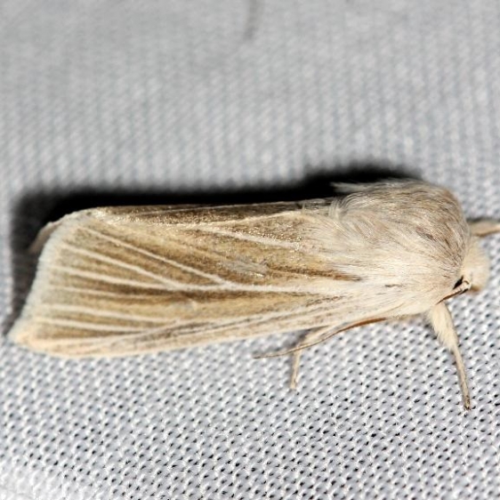 9447.2 Large Wainscot Moth yard 4-1-12