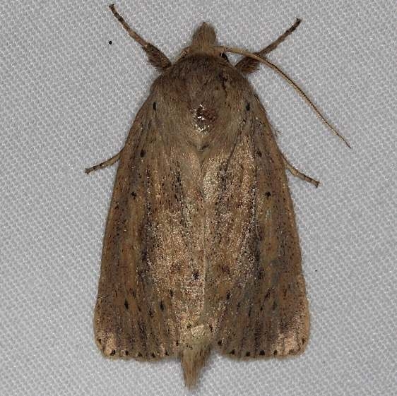 9449 Oblong Sedge Borer Moth yard 8-23-14