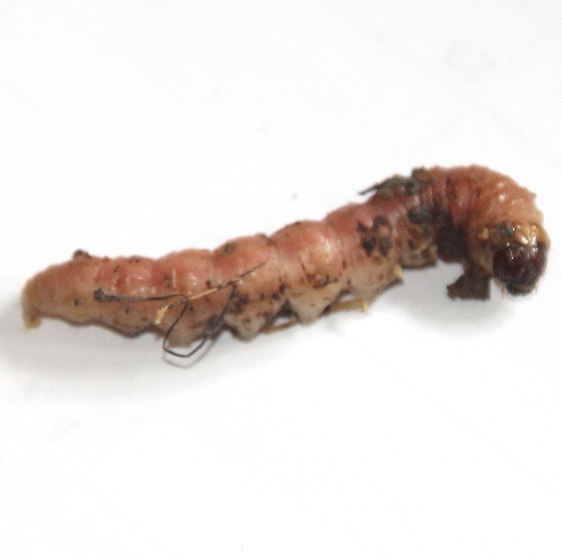 9452-Iris-Borer-Moth-caterpillar-yard-7-14-22-1