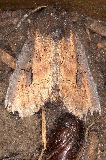 9452-Iris-Borer-came-from-pupa-from-caterpillar-Taken-from-Iris-in-yard-9-5-22