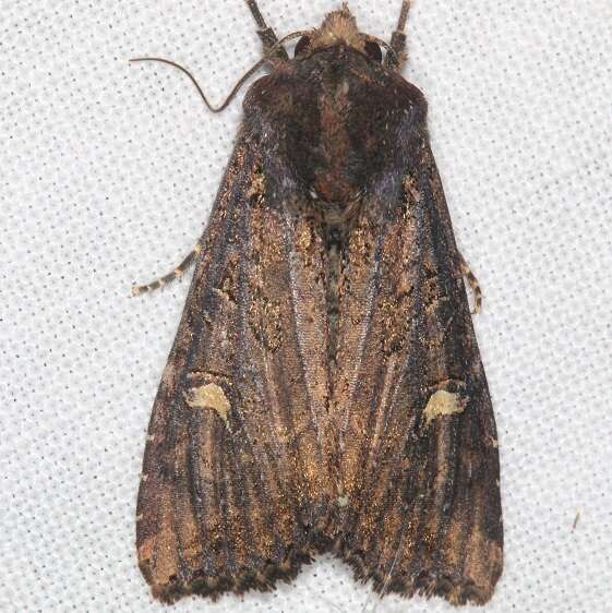 9453 Reniform Celaena-Whispering-Pines-Resort-Thunder-Lake-Mi-8-28-22
