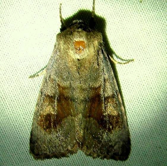 9454 Loscopia velata yard 9-8-11_opt