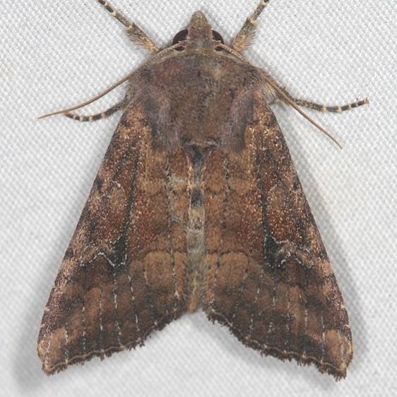 9454 Veiled Ear Moth Ash Rapids Lodge Lake of the Woods Ont 7-21-17 (52)_opt